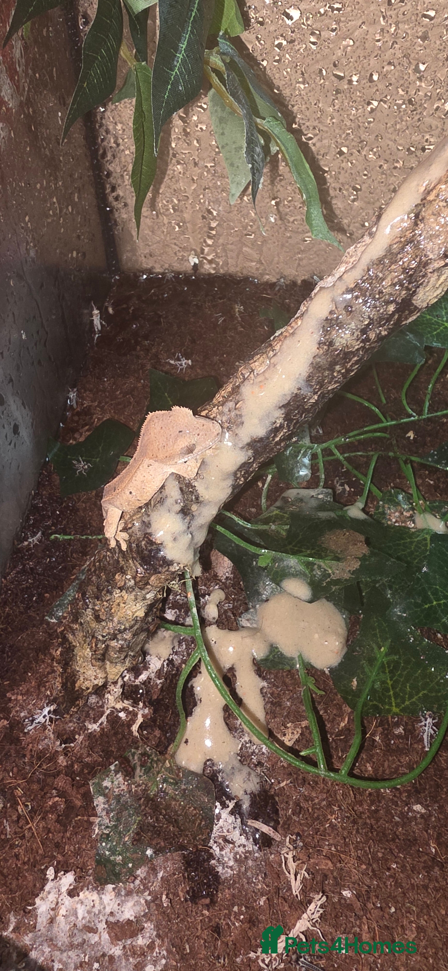 Gecko reptiles 2 baby crested geckos  - Advert 1