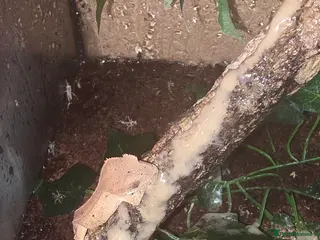 Gecko reptiles 2 baby crested geckos - Advert 1