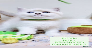 British Longhair cats in London - Advert 9