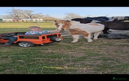 Miniature horses for sale: Pure bred American miniature and mini spotted  - Advert 9