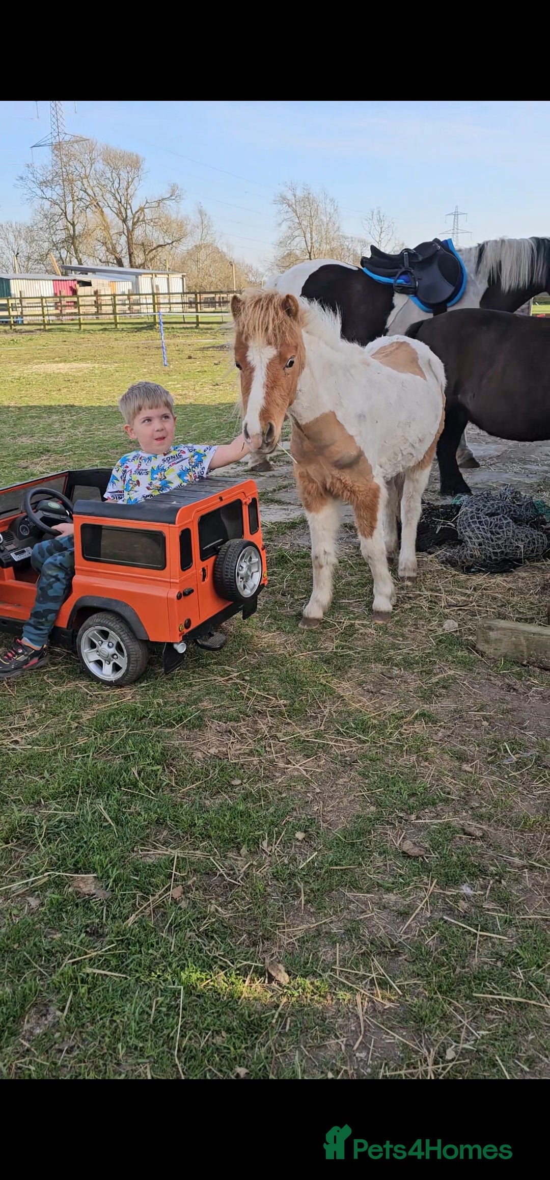 Miniature horses for sale: Pure bred American miniature and mini spotted  - Advert 9