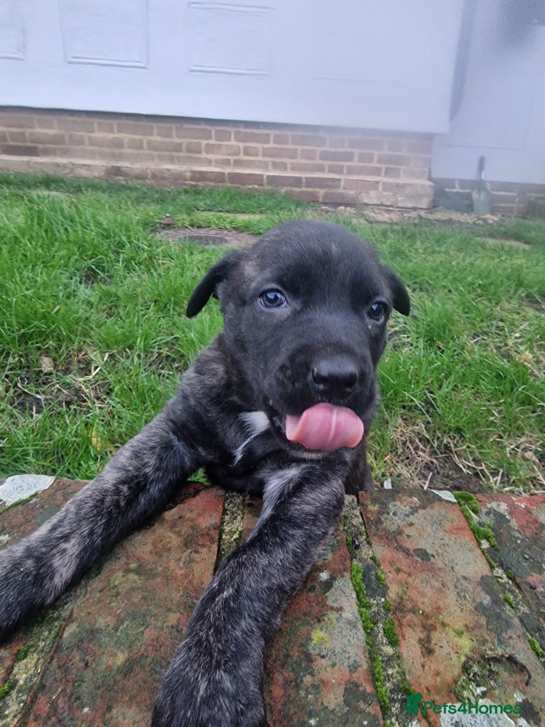 Mixed Breed dogs for sale: Dutch shepered X Doberman x malinois puppys  - Advert 17