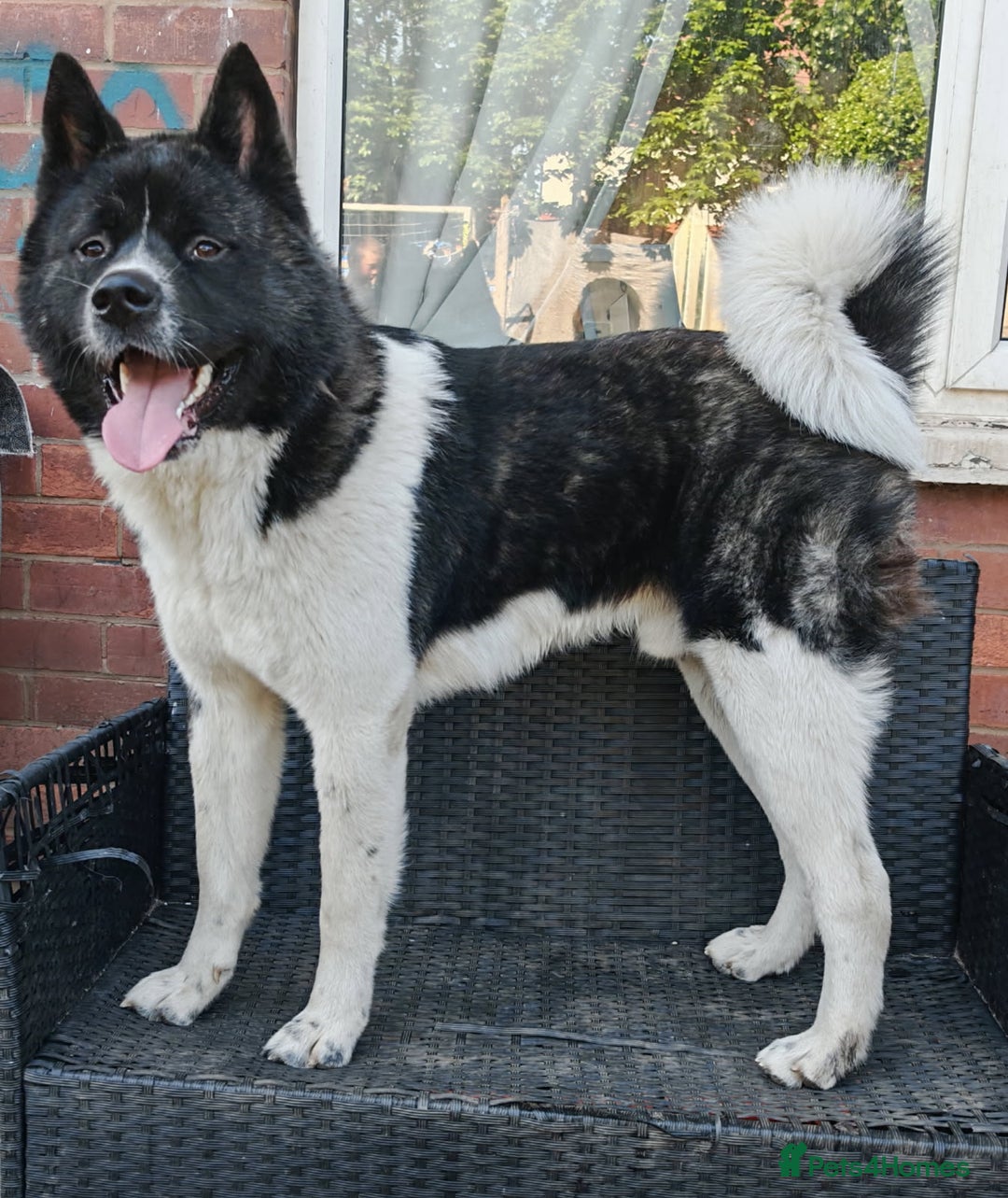 Akita dogs for sale: Akita puppy's ready now - Image 16