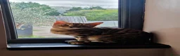 Bengal cats for sale: Pure Breed Bengal Kittens in Bristol - Advert 2