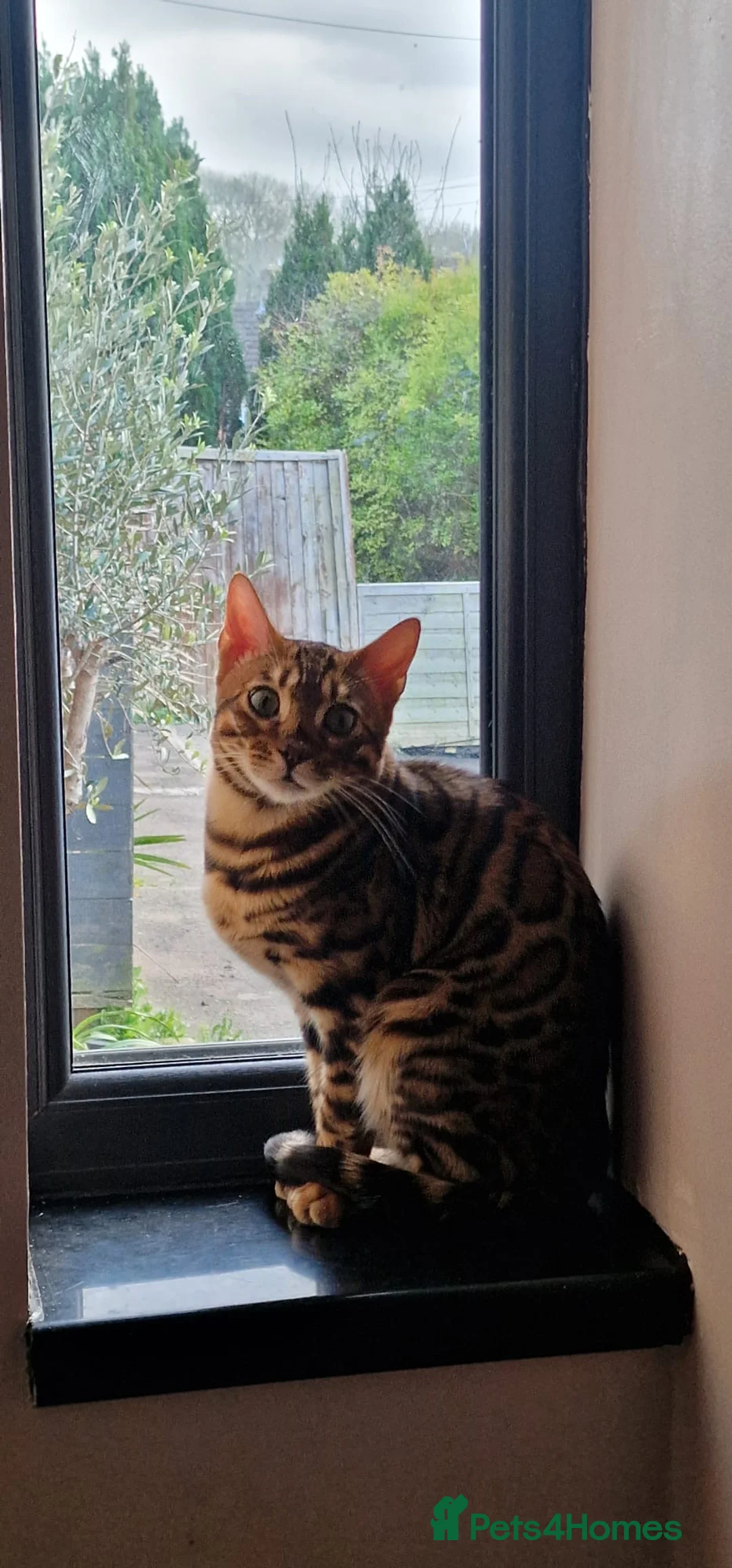 Bengal cats for sale: Pure Breed Bengal Kittens in Bristol - Advert 2