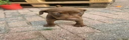 Patterdale Terrier dogs for sale: Chocolate Patterdale Terriers - Advert 7