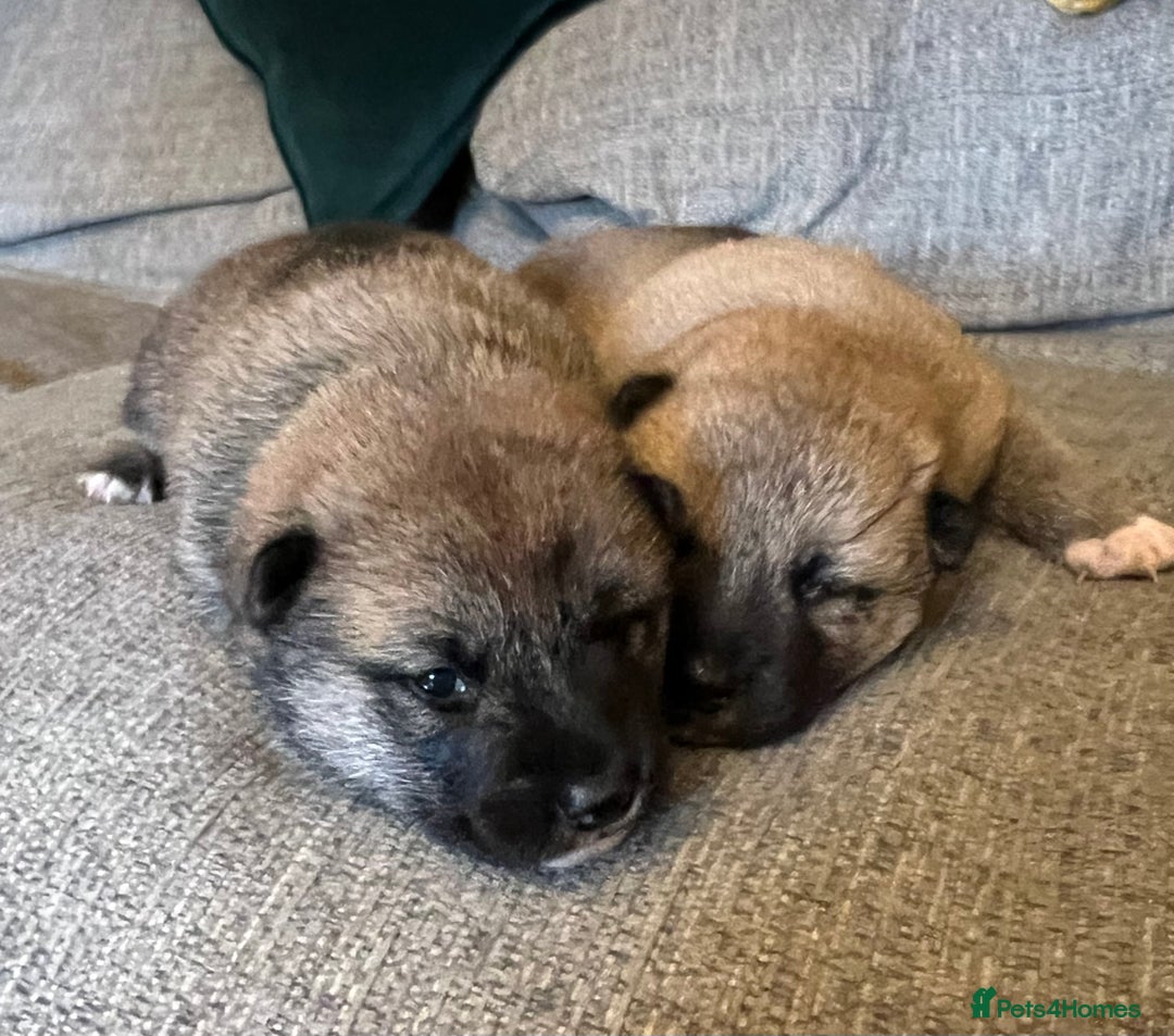 Japanese Shiba Inu dogs for sale: K.C reg Japanese Shiba Inu Puppies - Image 10