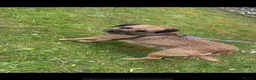 Border Terrier dogs for sale: Border-terrier  - Advert 3