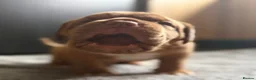 Dogue De Bordeaux dogs for sale: KC Dogue de Bordeaux Puppies with champions.  - Advert 8