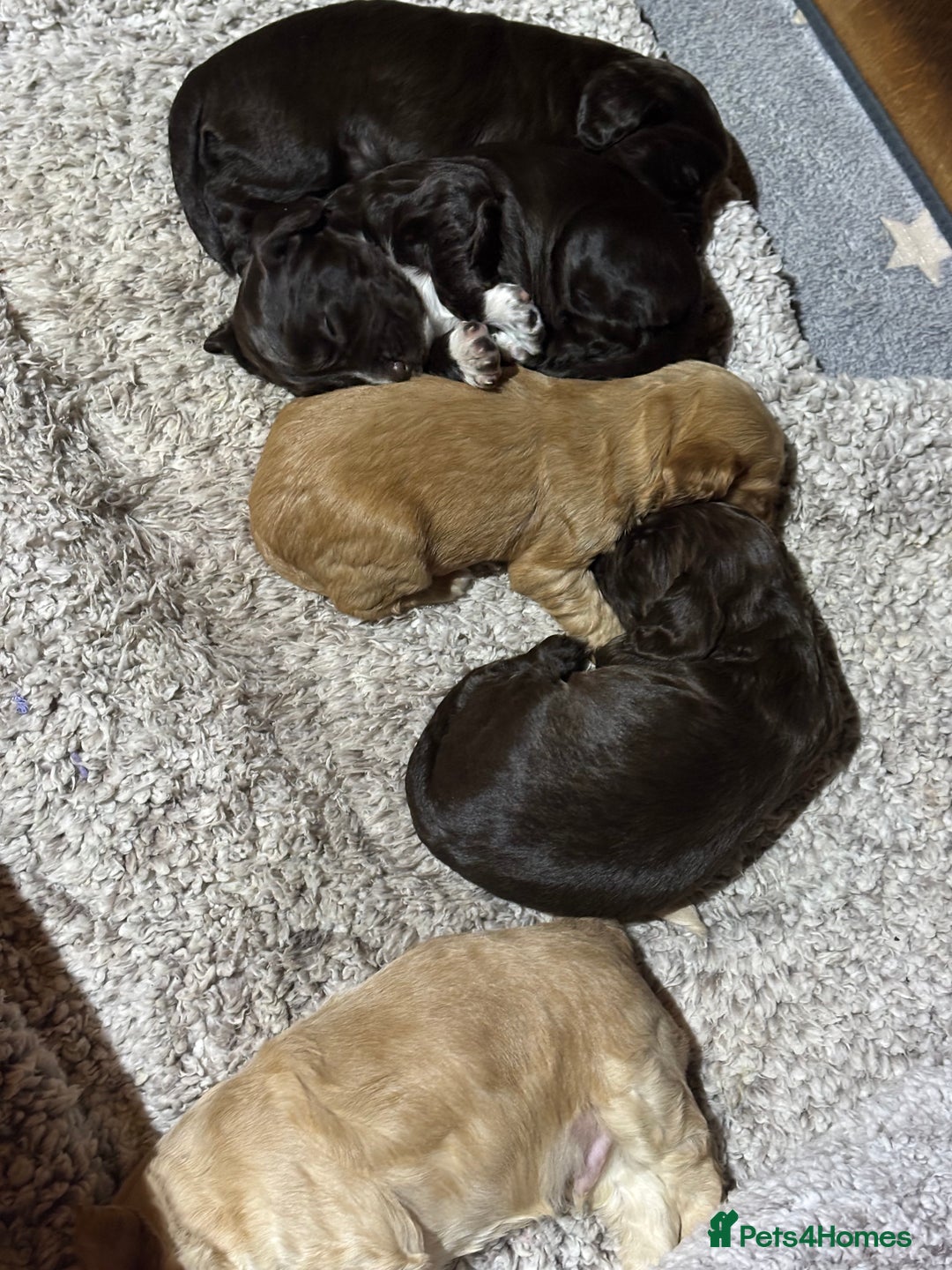 Cocker Spaniel dogs for sale: 🐾 Beautiful Cocker Spaniel Puppies Available 🐾 - Advert 3