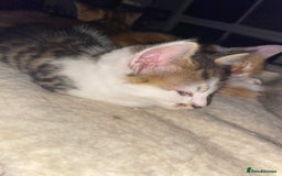 Mixed Breed cats for sale: Ready to go gorgeous male white tabby  - Image 4