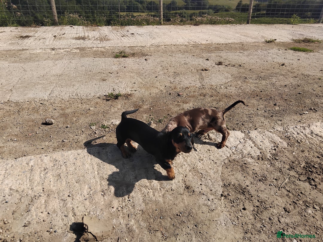 Miniature Dachshund dogs for sale: Kc reg Miniature dachshunds - Image 9