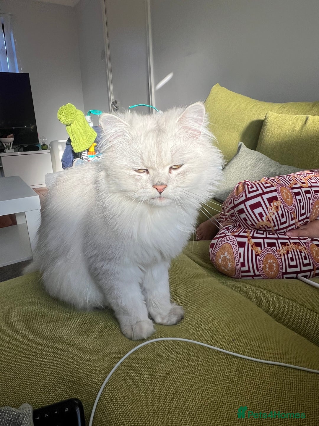 Persian cats for sale: PERSIAN CHINCHILLA - Advert 3