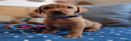 Springador dogs for sale: Wonderful Springador Puppies  - Advert 21
