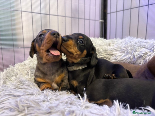 Miniature Dachshund dogs - Advert 2