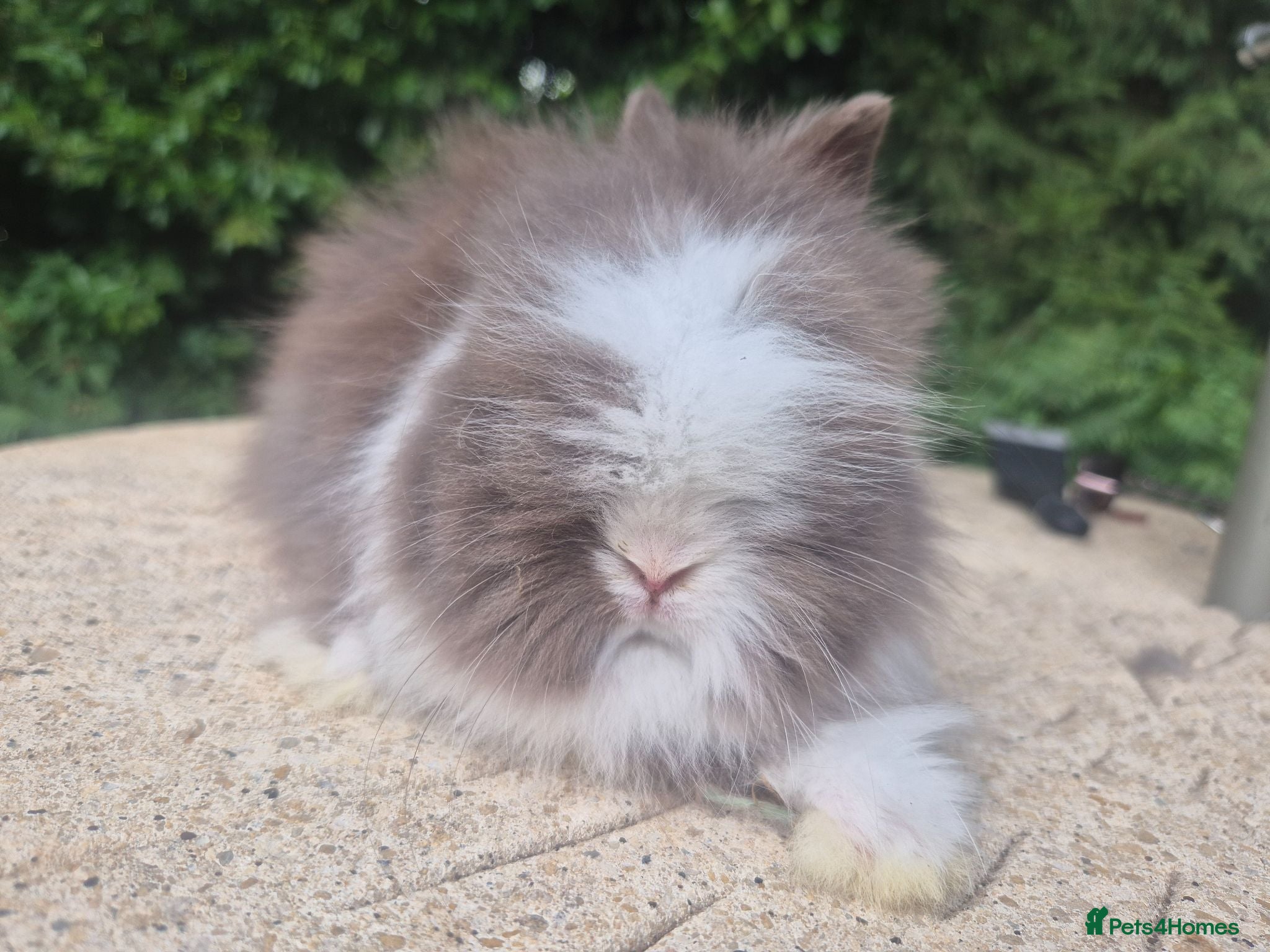 Angora rabbits ❤️STUNNING IMPORTED PARENTS- TEDDYDWERG BABIES❤️ - Advert 1