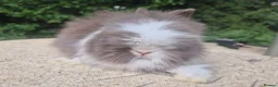 Angora rabbits for sale: ❤️STUNNING IMPORTED PARENTS- TEDDYDWERG BABIES❤️ - Advert 18