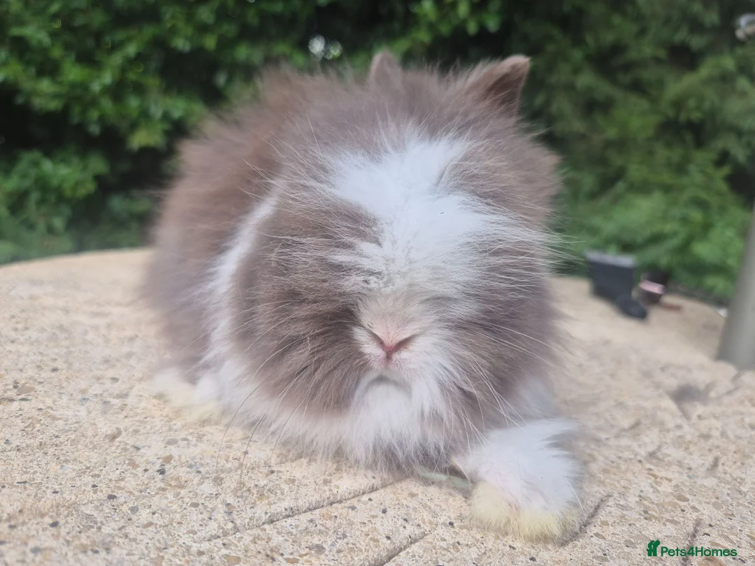 Angora rabbits for sale: ❤️STUNNING IMPORTED PARENTS- TEDDYDWERG BABIES❤️ - Advert 1