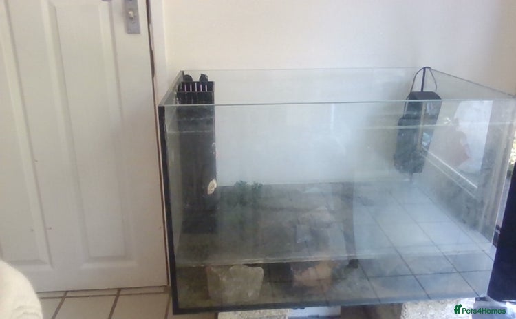 Other/Mixed Breed fish - Advert 1