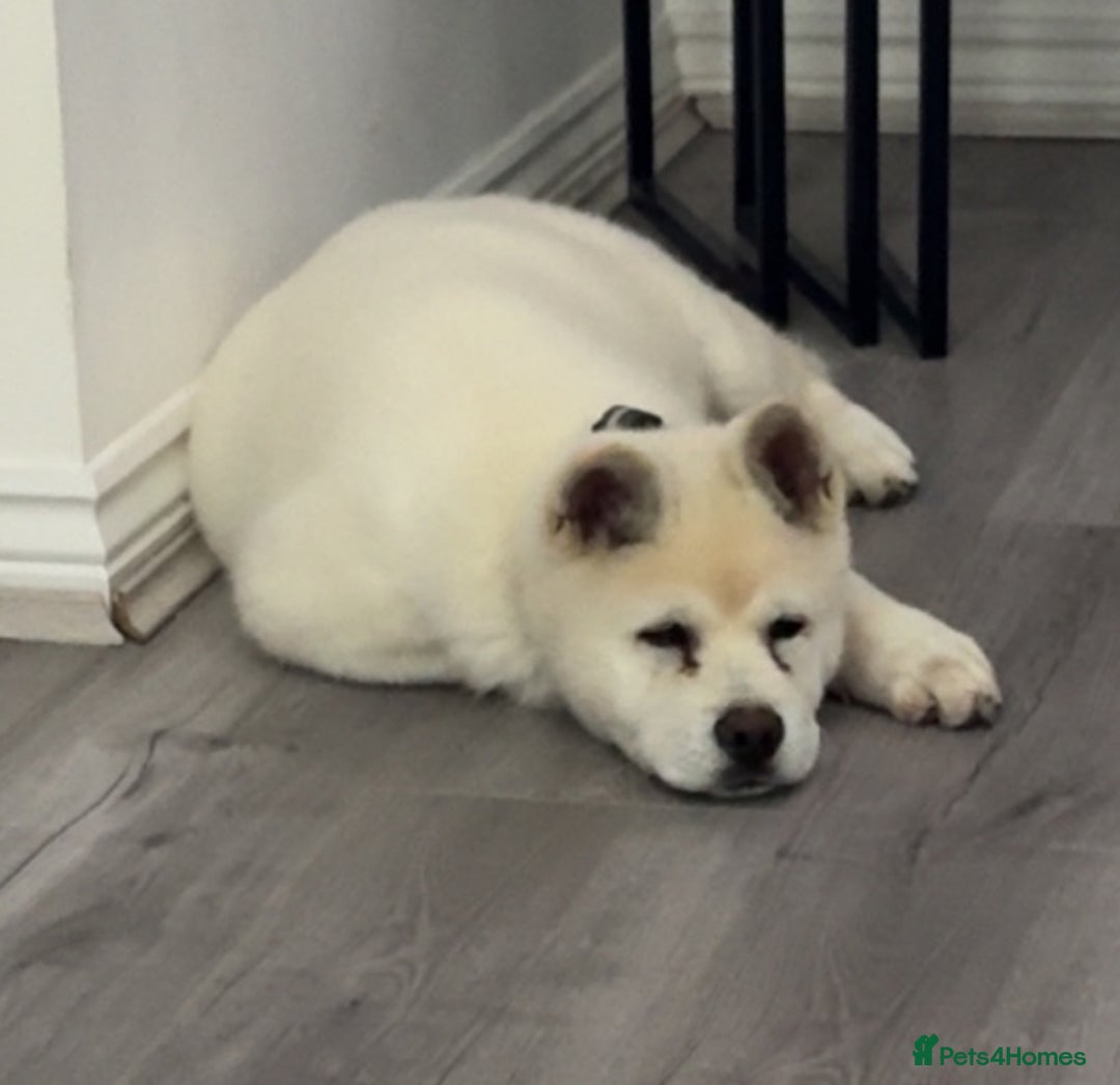 Akita dogs for sale: Purebred White American Akita  - Image 2