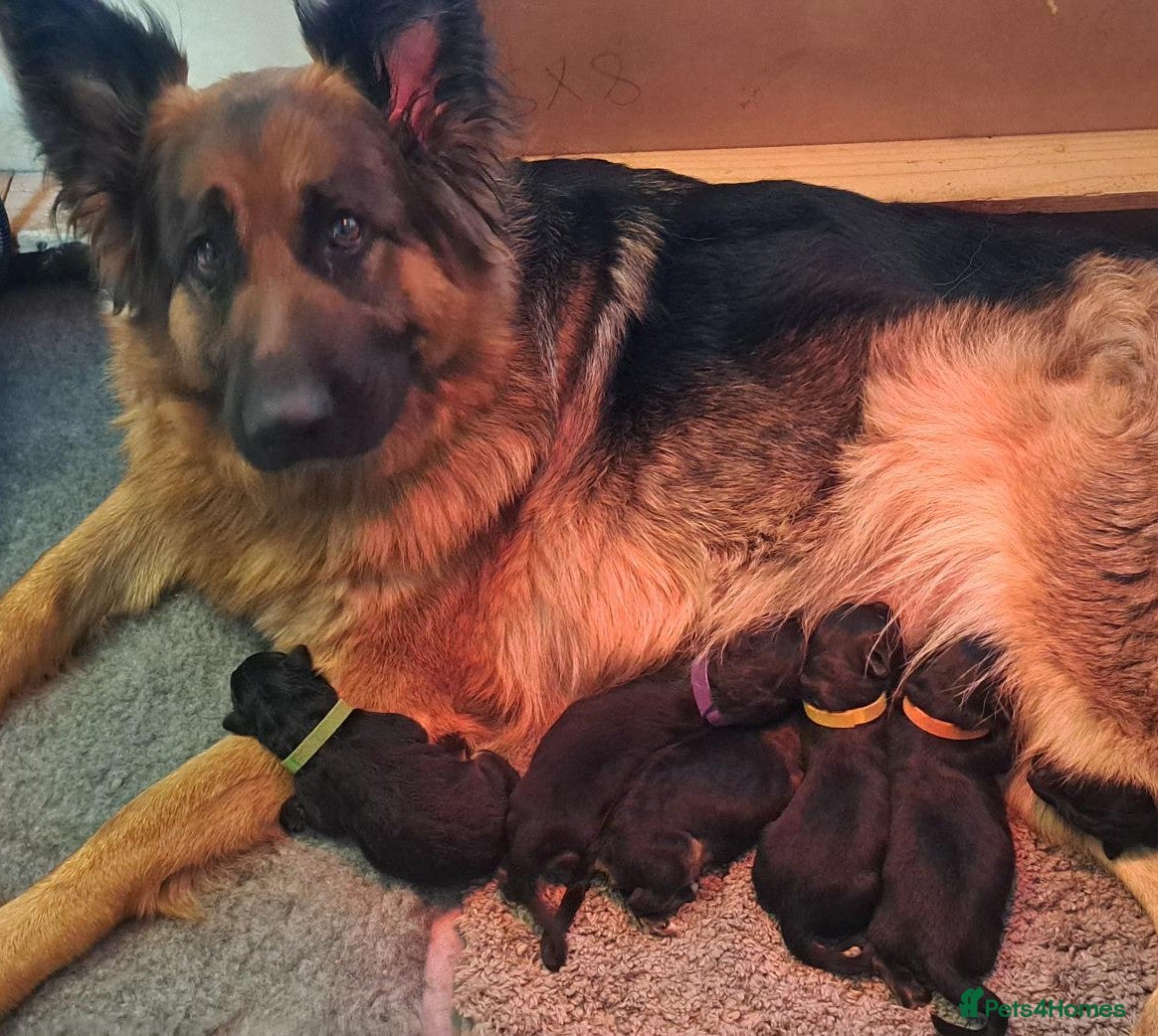 German Shepherd dogs German Shepherd Puppies - Advert 1