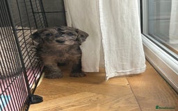 Cockapoo dogs for sale: Fb2 miniature cockapoo - Advert 17