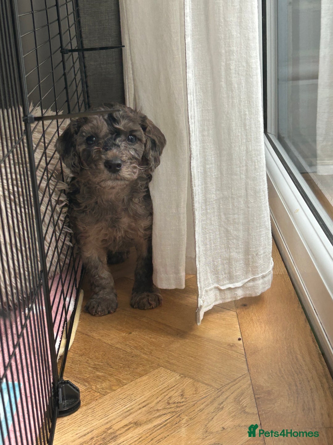 Cockapoo dogs for sale: Fb2 miniature cockapoo - Advert 17