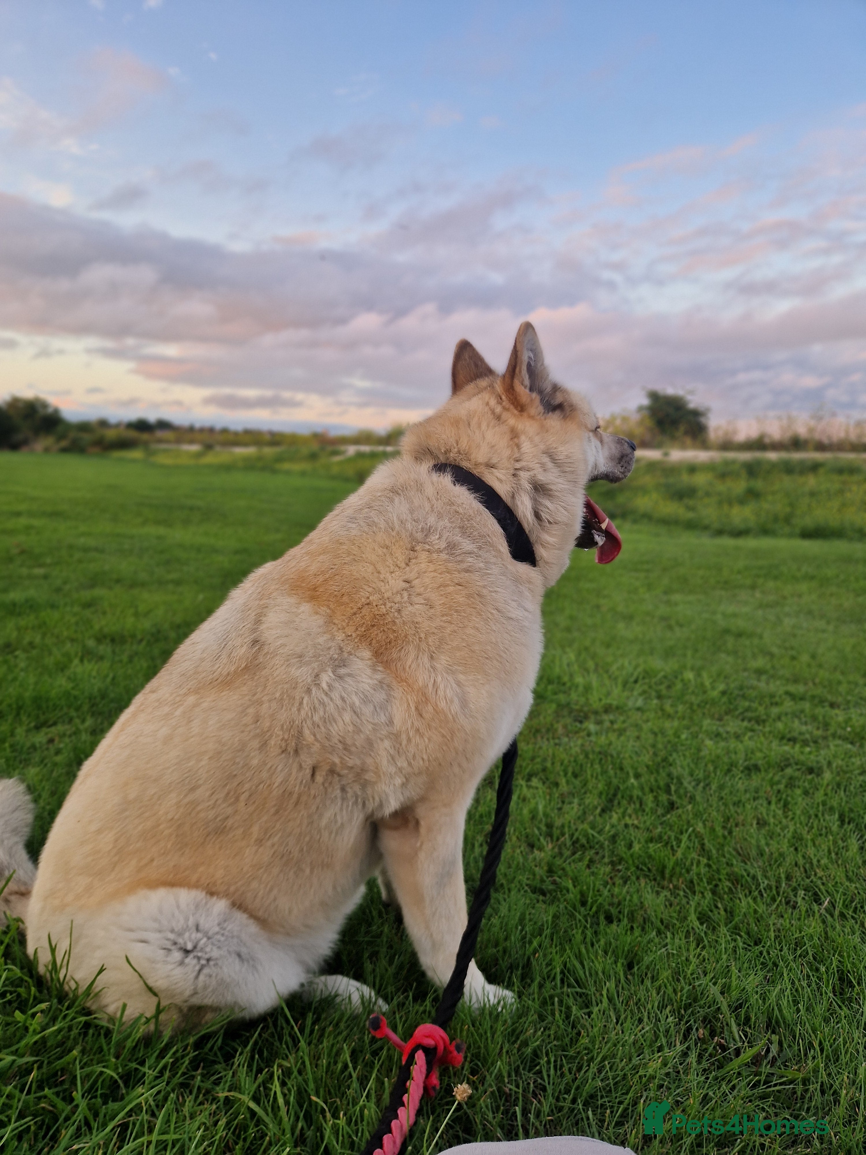 Mixed Breed dogs Female Akita For Sale - Advert 5