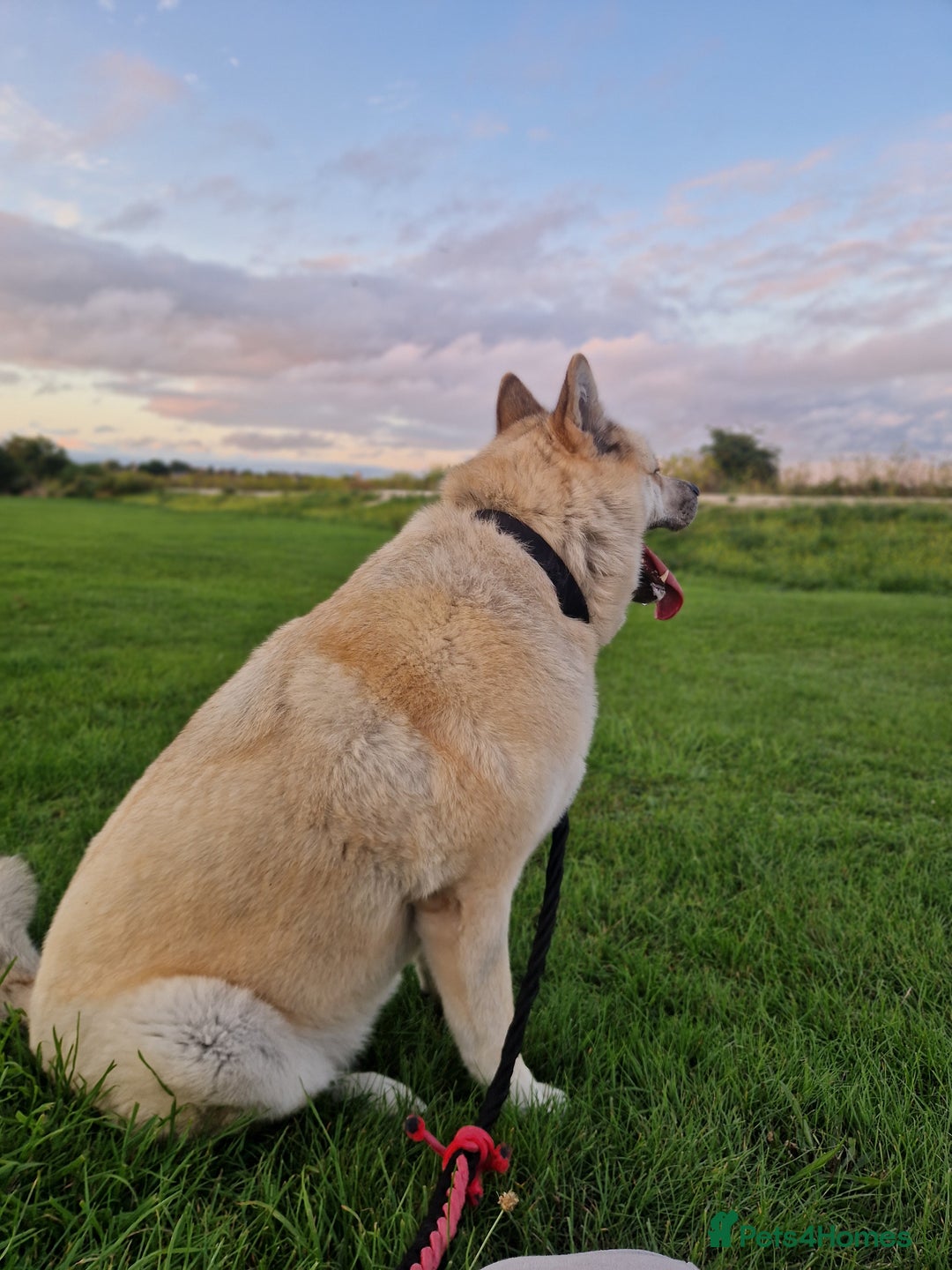 Mixed Breed dogs for sale: Female Akita For Sale - Advert 1