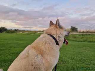 Mixed Breed dogs Female Akita For Sale - Advert 14