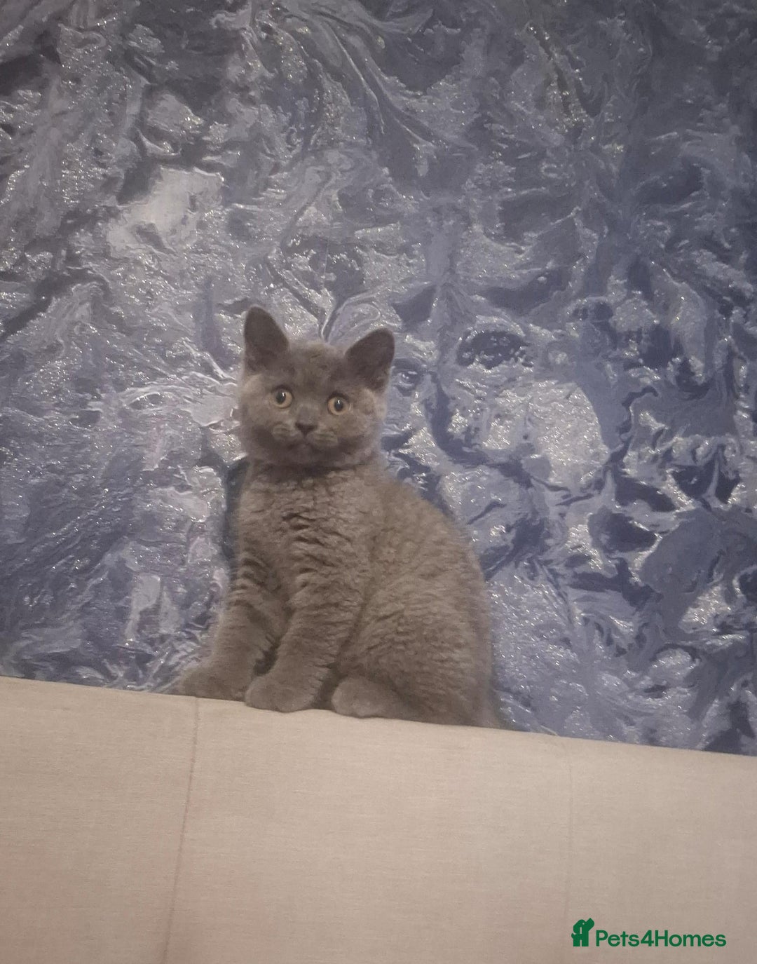 British Shorthair cats for sale: Female British Shorthair Kitten - Image 2