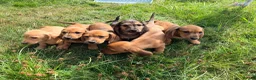 Miniature Dachshund dogs for sale: 5 Mini Smooth & 1 Mini Long Haired Dachshunds - Advert 9