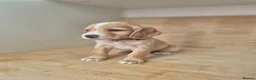 Cocker Spaniel dogs for sale: 🐾 8 Beautiful Working Cocker Spaniel Puppies 🐾 - Advert 4
