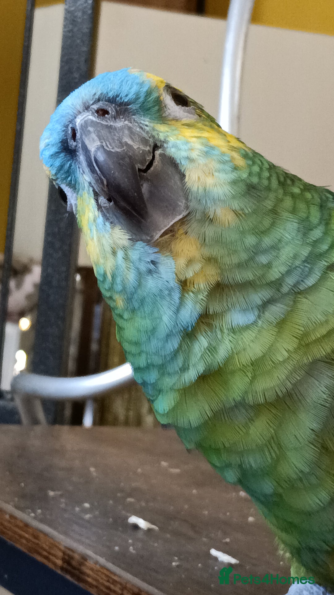 Parrots birds for sale: Jessie - Image 23
