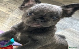 French Bulldog dogs for sale: 🐾Ready now 🔥Fluffy French bulldogs🔥🐾 in Rotherham - Image 20