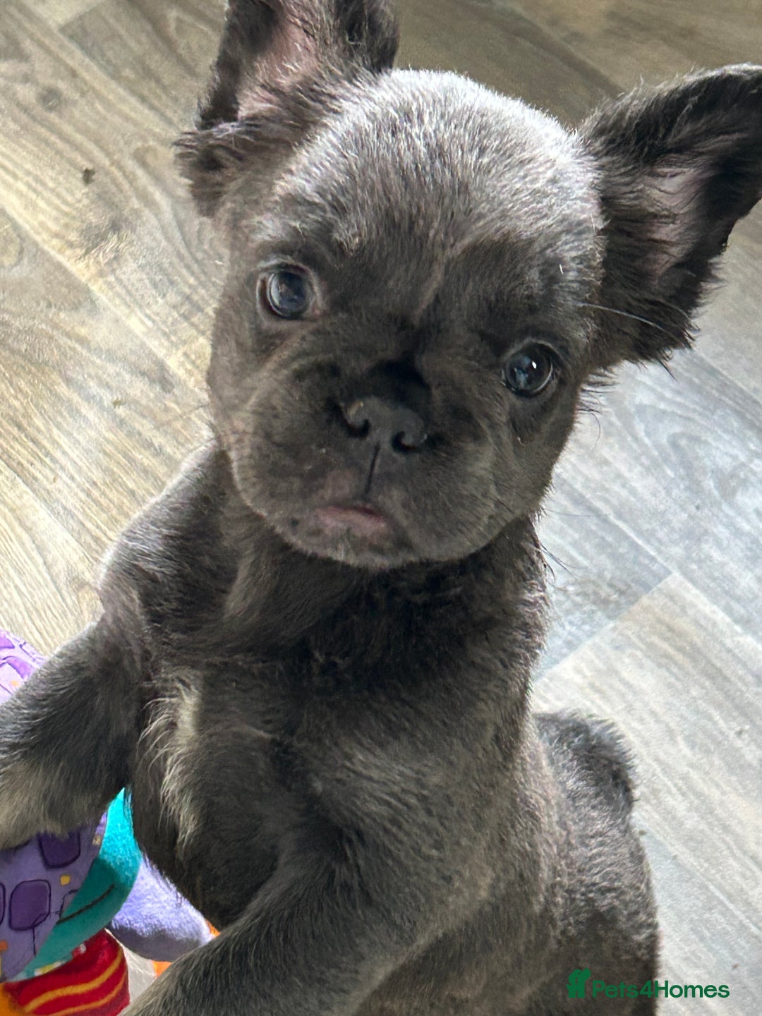 French Bulldog dogs for sale: 🐾Ready now 🔥Fluffy French bulldogs🔥🐾 in Rotherham - Image 20