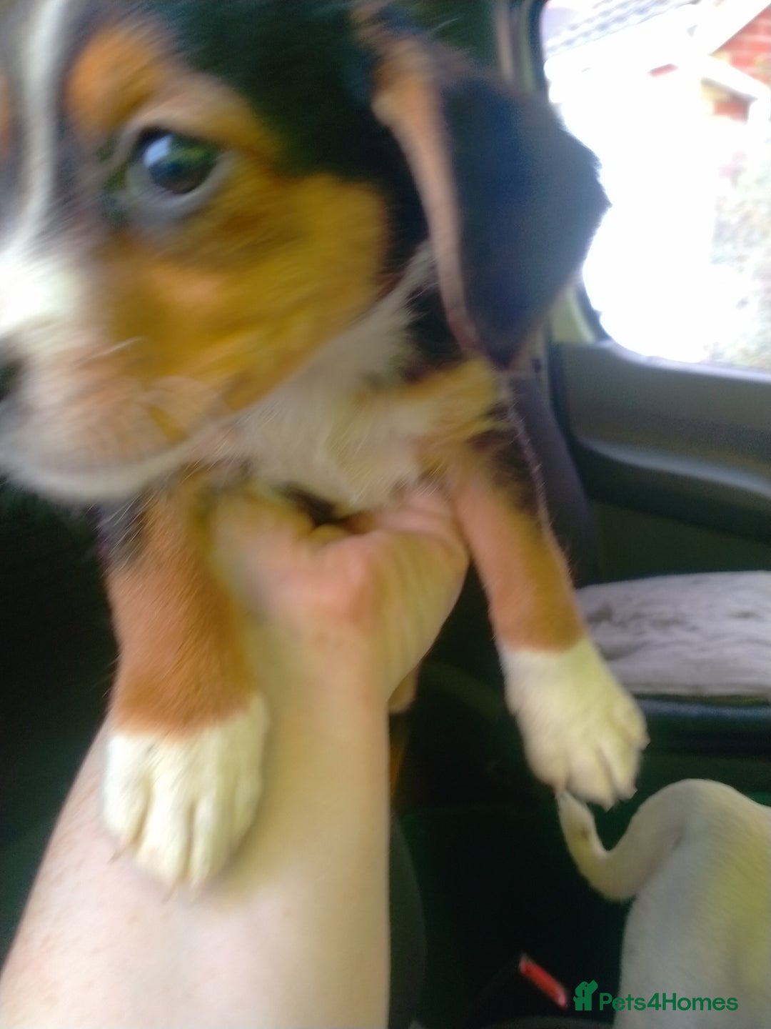 Mixed Breed dogs for sale: Cocker jack - Image 5