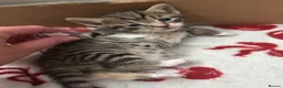 Mixed Breed cats for sale: 3 Adorable Kittens - Advert 20