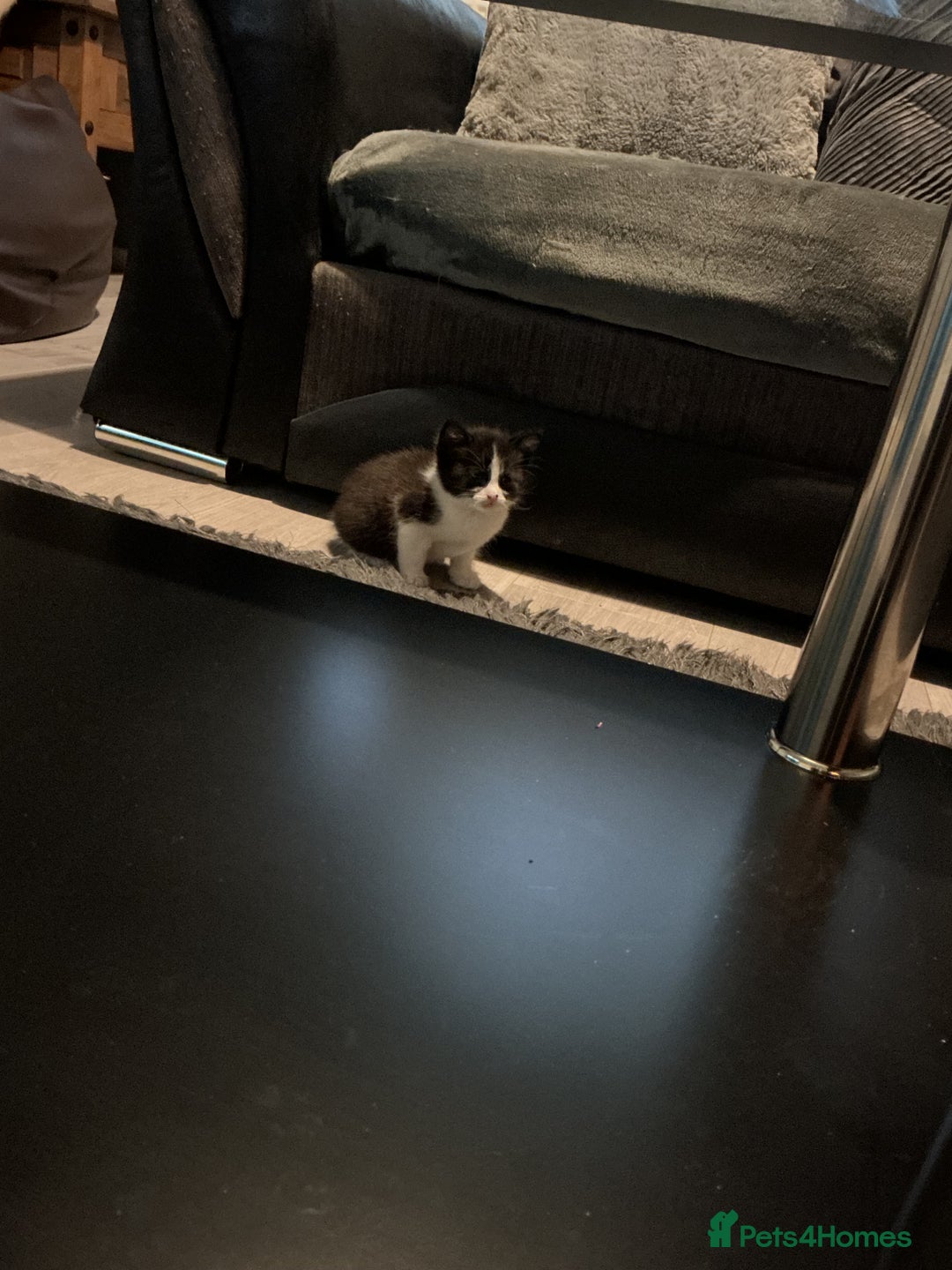 Mixed Breed cats for sale: 5 long haired kitten - Advert 5