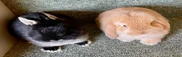 Netherland Dwarf rabbits for sale: Sweet Netherland Dwarf and Mini lop baby boys - Advert 3