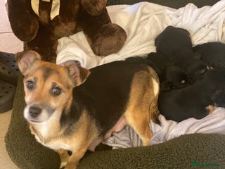 Jack Russell dogs Beautiful jacket Russell puppies for sale - Advert 11