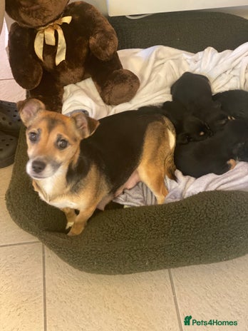 Jack Russell dogs Beautiful jacket Russell puppies for sale - Advert 1