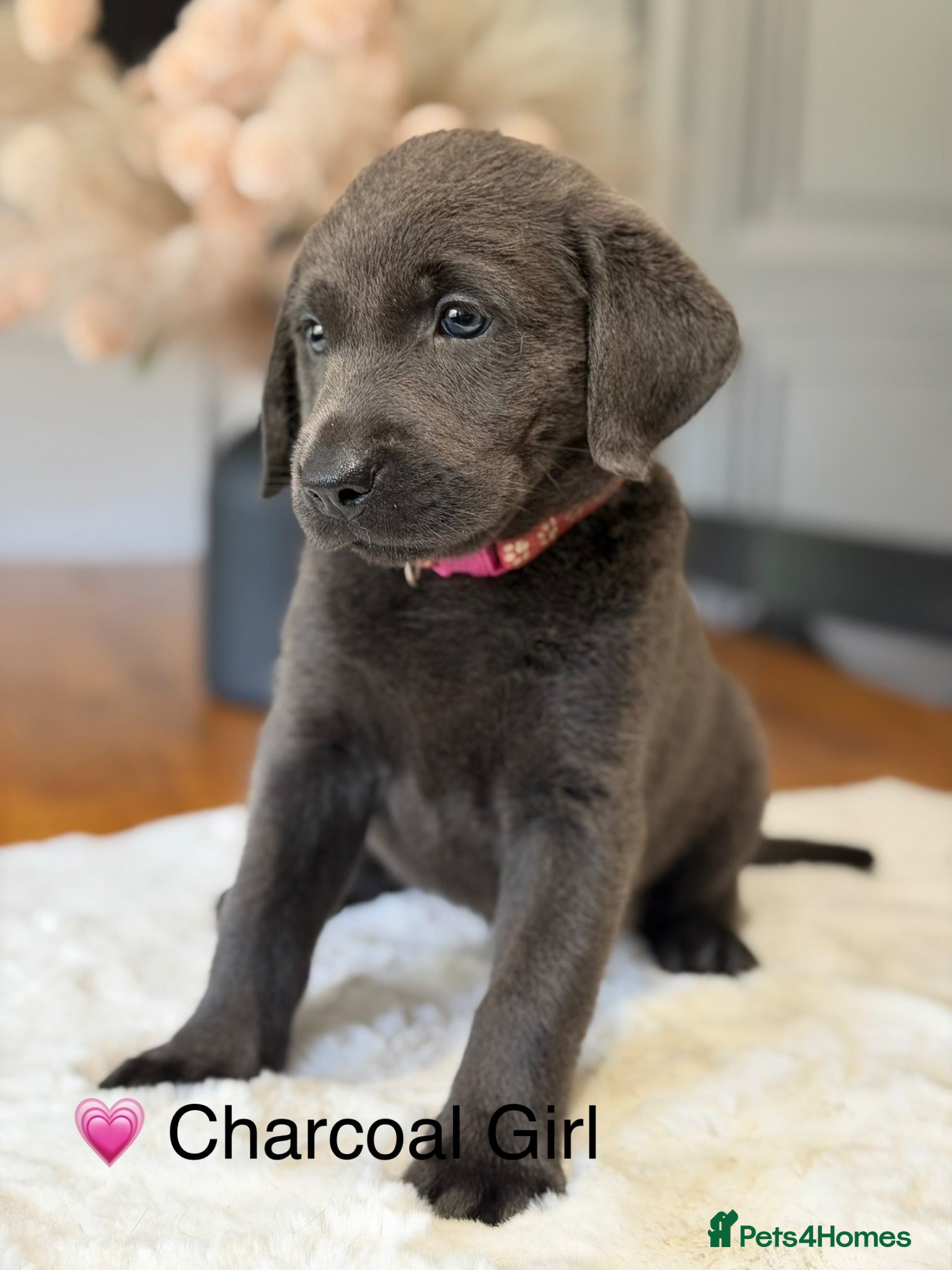 Labrador Retriever dogs Stunning Silver/Charcoal Labrador pups - Advert 1