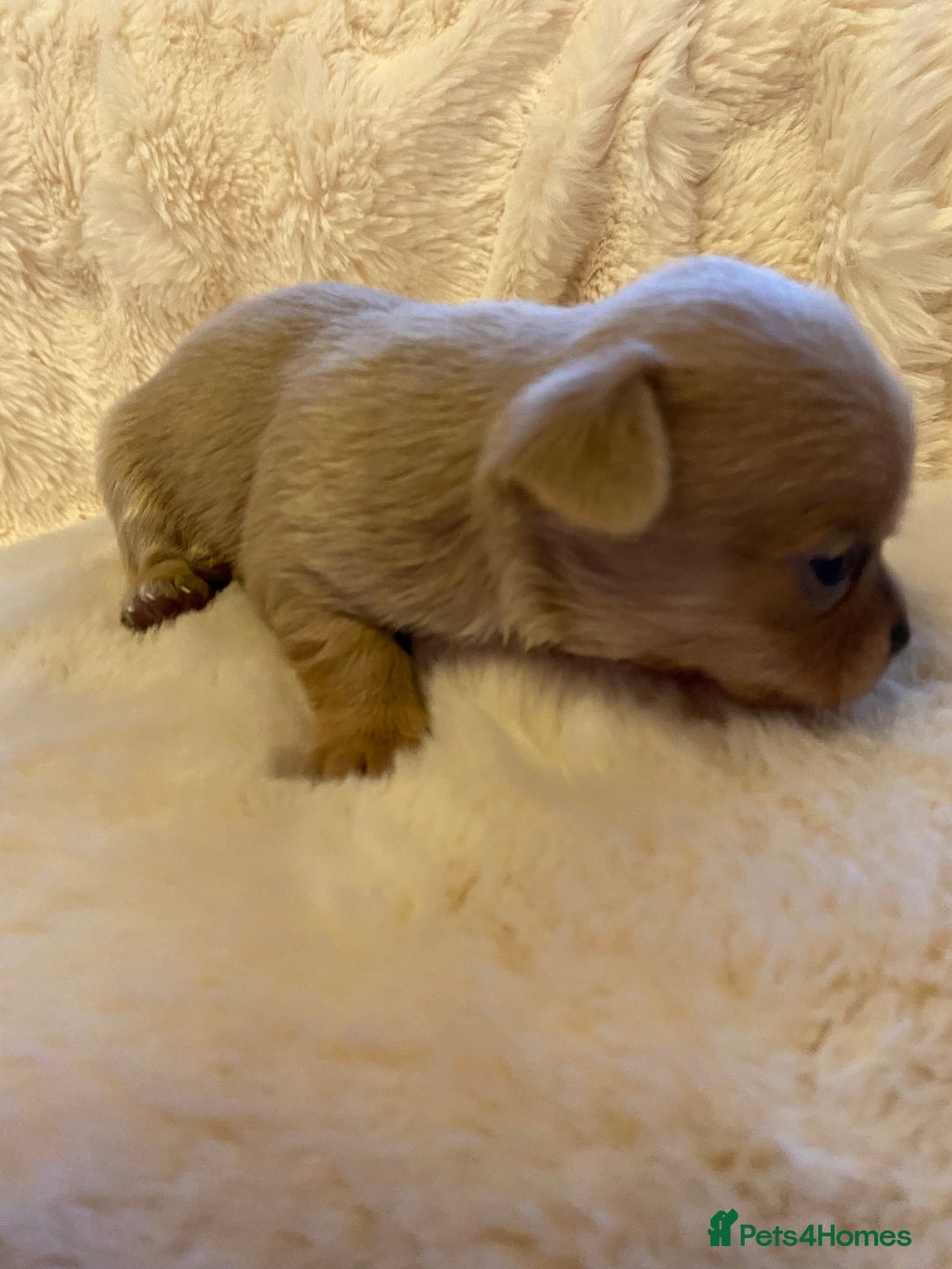 Chihuahua dogs for sale: Stunning Chihuahuas  - Advert 12