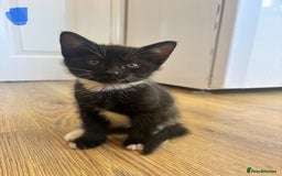 Domestic Shorthair cats for sale: Beautiful litter of kittens!  - Image 2