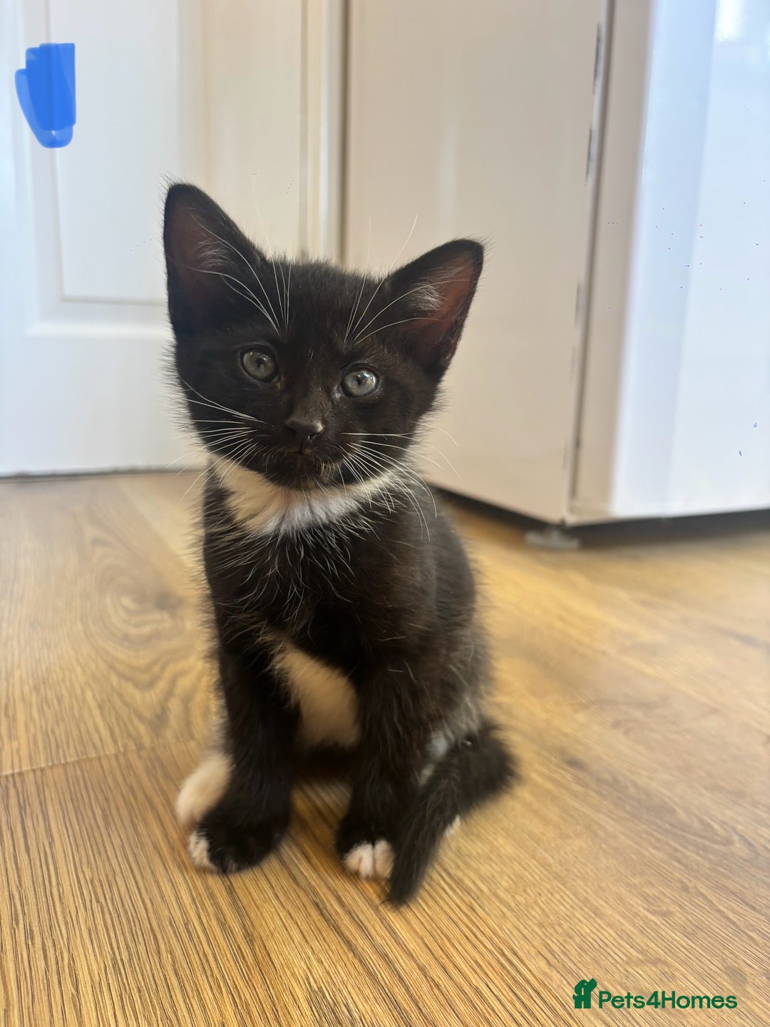 Domestic Shorthair cats for sale: Beautiful litter of kittens!  - Image 2