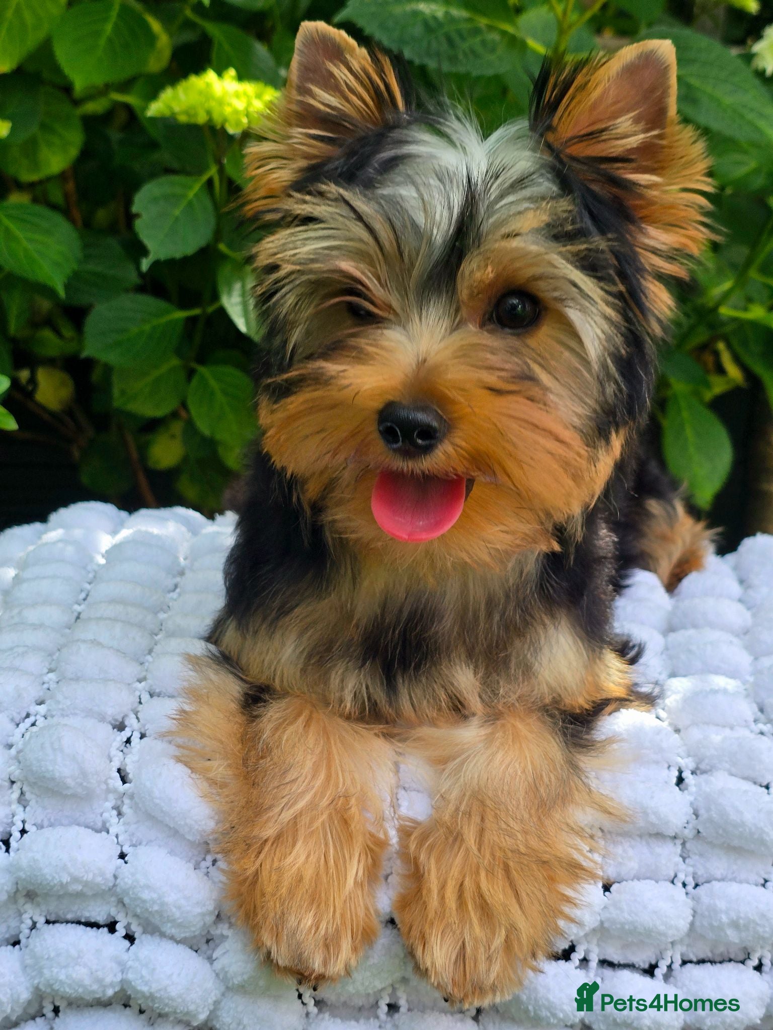 Yorkshire Terrier dogs Top quality female - Advert 2