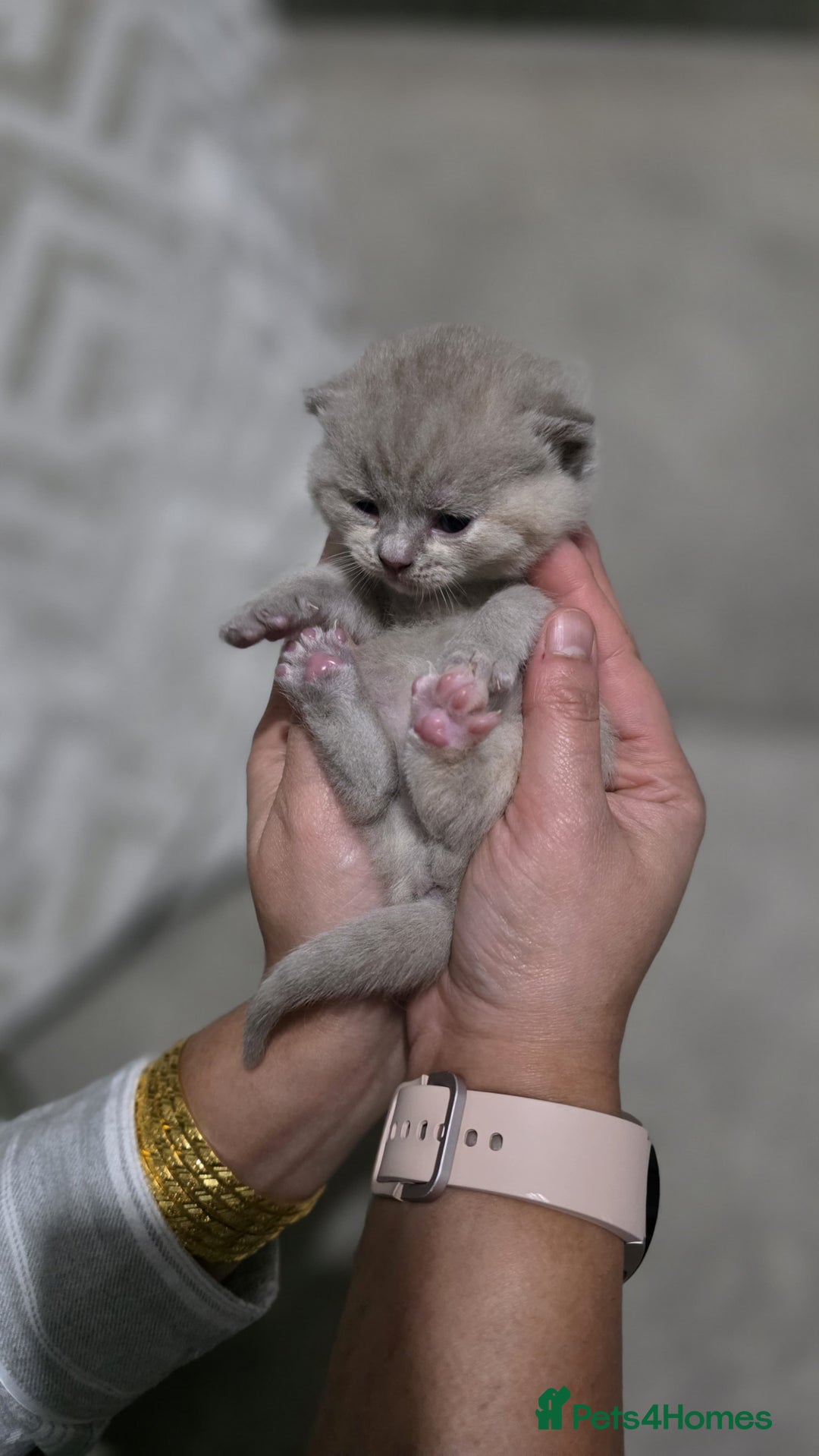 British Shorthair cats for sale: ** LAST ONE LEFT BLUE MALE British Shorthair ** - Advert 37