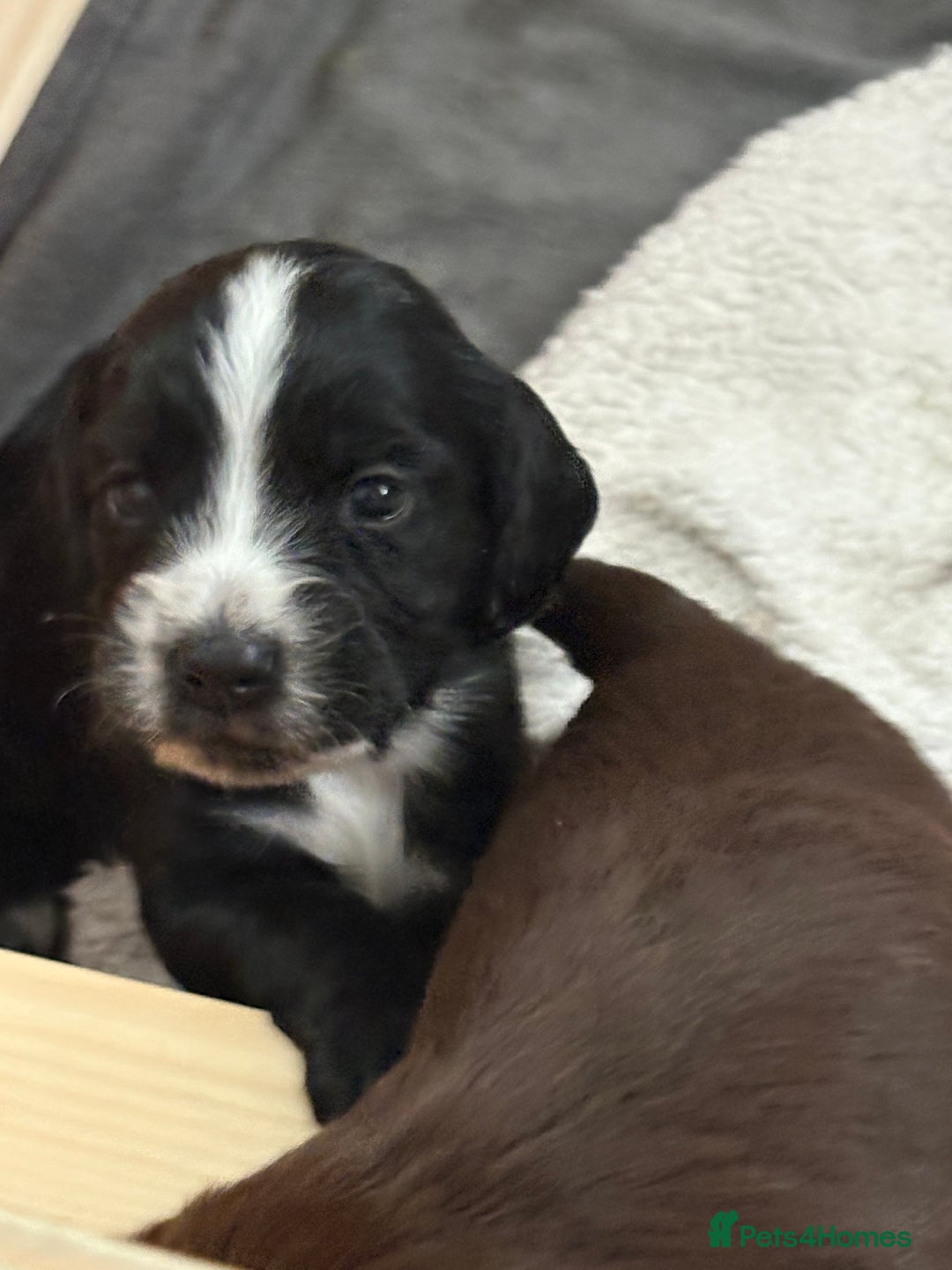 Cocker Spaniel dogs for sale: KC Registered Working Cocker Spaniel puppies - Image 17