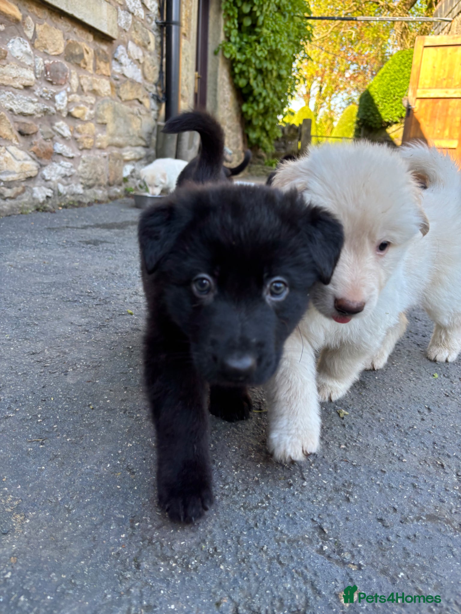 German Shepherd dogs Beautiful German shepherd puppies.  - Advert 3
